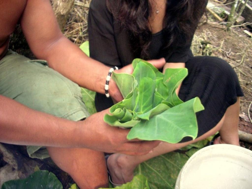 Dave Parker Eco Lodge Hotel Apia Bagian luar foto